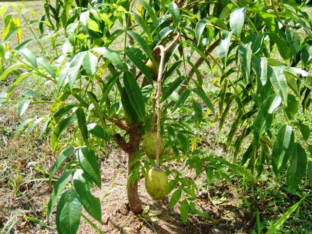 Indian Hog plum